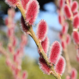 Willow, Japanese Pink Pussy 'Mount Aso'